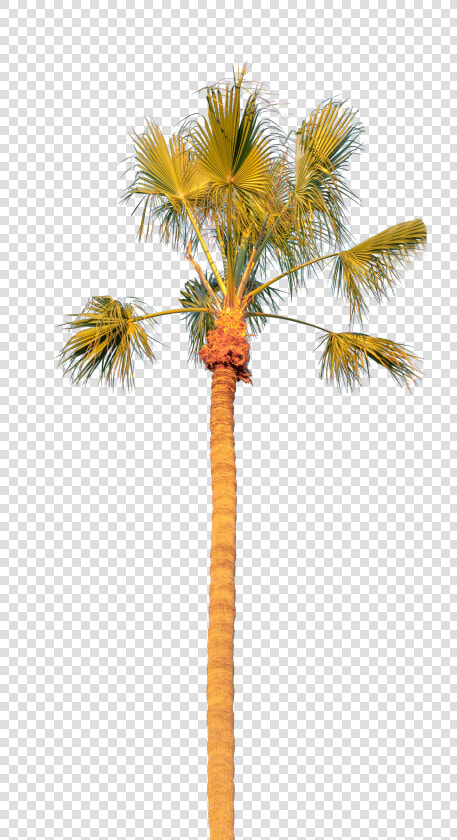 Palm Tree Solo   Borassus Flabellifer  HD Png DownloadTransparent PNG