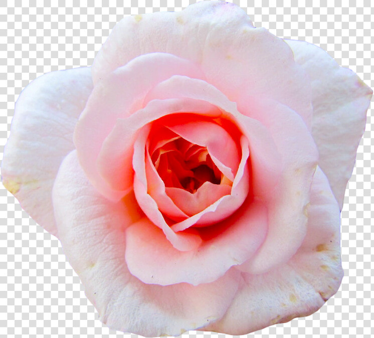 Cut Flowers Garden Roses Centifolia Roses Petal   Aesthetic Transparent Flower Gif  HD Png DownloadTransparent PNG