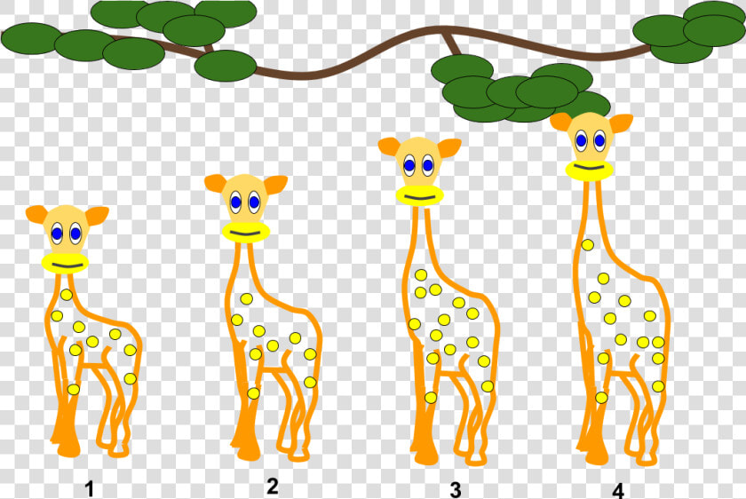 Lamarckian Inheritance  Giraffes   Animal Evolution Clipart  HD Png DownloadTransparent PNG