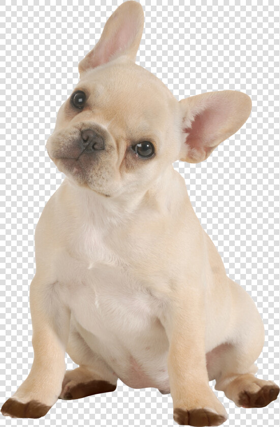 Doggy Png  Transparent PngTransparent PNG