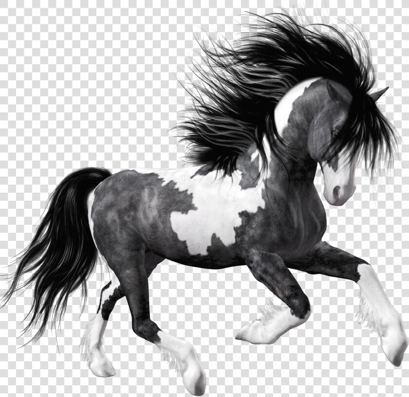 Transparent Mustang Horse Clipart   Black And White Horse Png  Png DownloadTransparent PNG