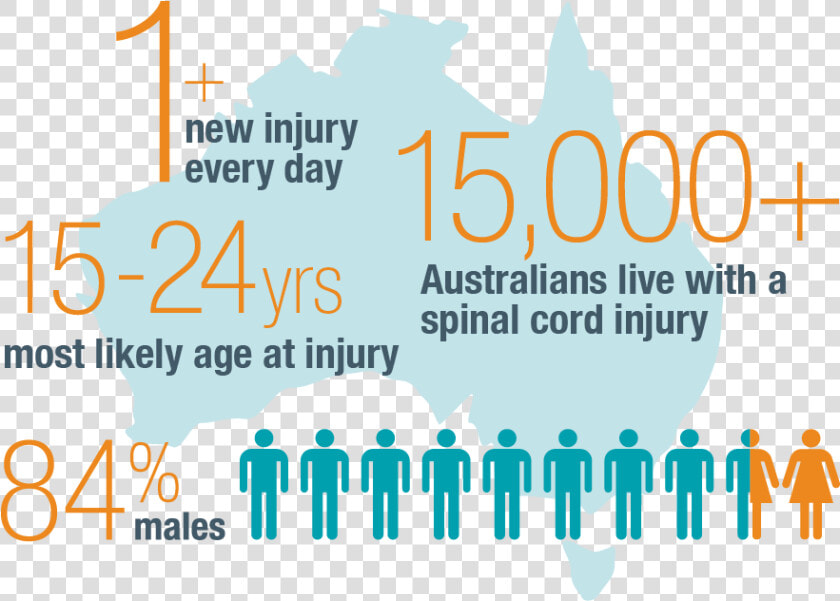 Statistics For Spinal Cord Injuries In Australia  HD Png DownloadTransparent PNG