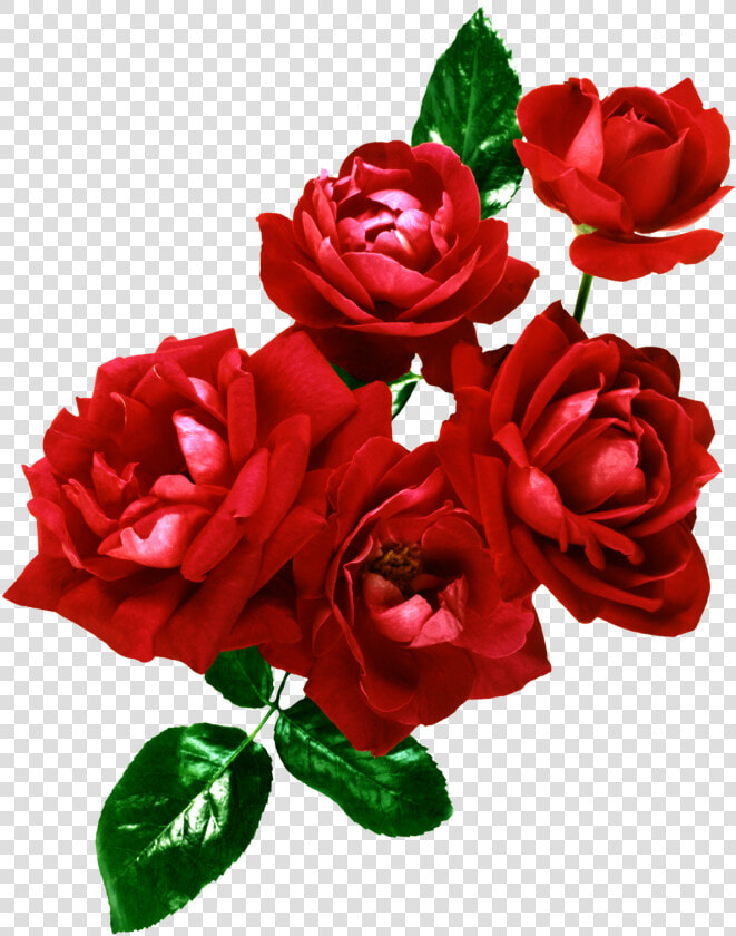 Ramo De Rosas Png  Transparent PngTransparent PNG