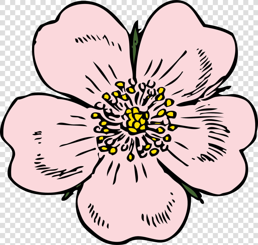 Bud Drawing Wild Rose   Apple Blossom Flower Drawings  HD Png DownloadTransparent PNG