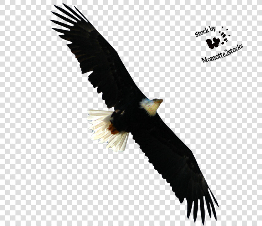 Eagle Flying Png   Bald Eagles Cut Out  Transparent PngTransparent PNG