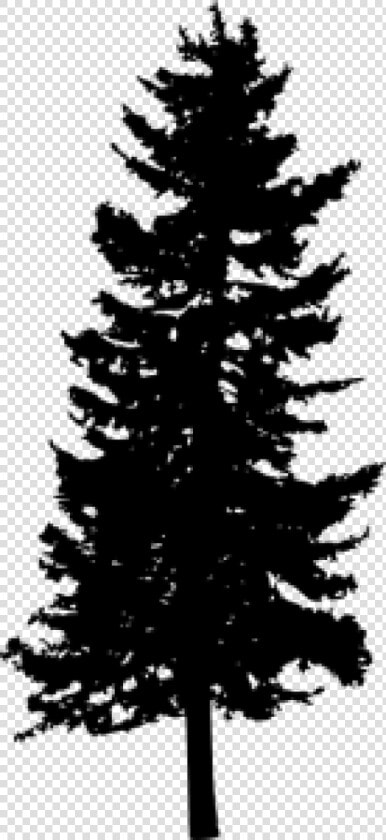 Free Png Pine Tree Silhouette Png Images Transparent   Transparent Background Pine Tree Graphic Png  Png DownloadTransparent PNG