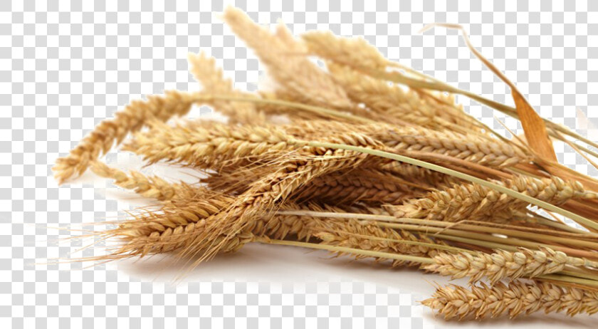 Grain Png Transparent Picture   Grain Png  Png DownloadTransparent PNG