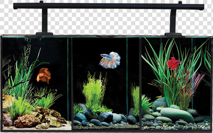 Aquaone Betta Trio   Aqua One Betta Trio  HD Png DownloadTransparent PNG