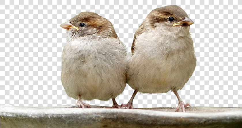 Sparrows  Birds  Isolated  Nature  Plumage  Animal   House Sparrow  HD Png DownloadTransparent PNG