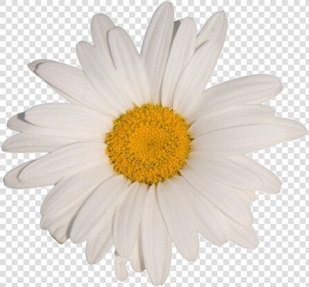  flower  white  tumblr  aesthetic  vaporwave   Daisy Flower White Background  HD Png DownloadTransparent PNG