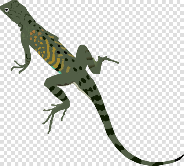 Green Black Lizard Clip   Lizard Clipart No Background  HD Png DownloadTransparent PNG