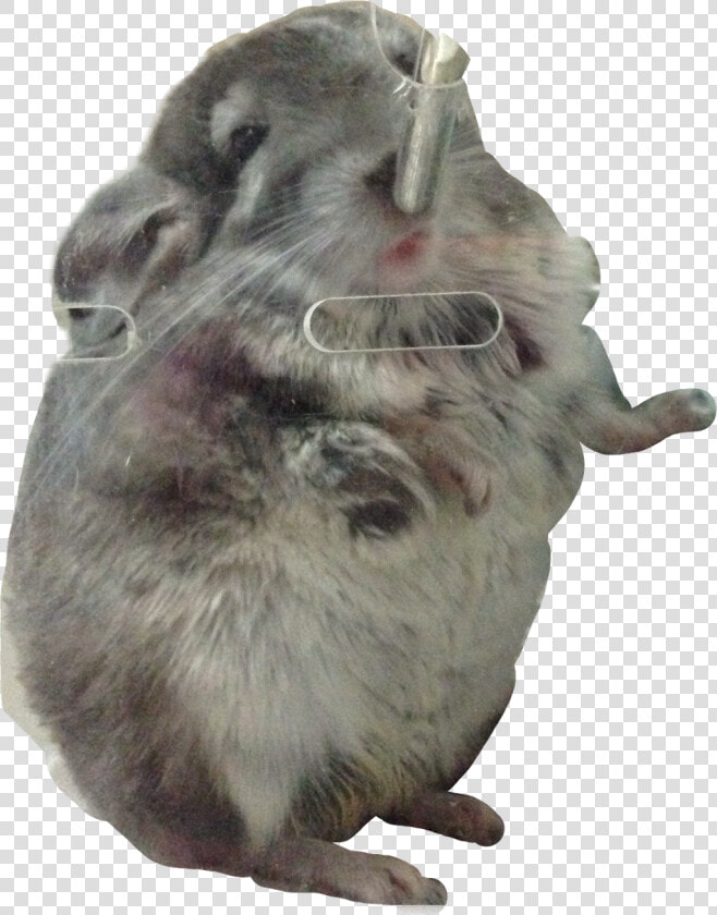 My Bb   Chinchilla  HD Png DownloadTransparent PNG