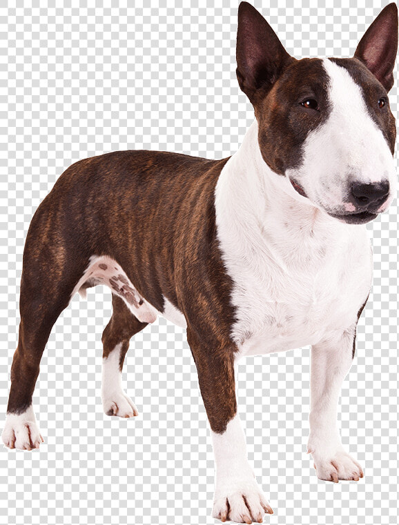 Breed old English Terrier bull Terrier  bull And Terrier carnivore bull   Mini Bull Terrier Png  Transparent PngTransparent PNG