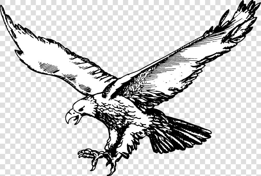 Soaring Eagle Png   Olivet Eagles Logo  Transparent PngTransparent PNG