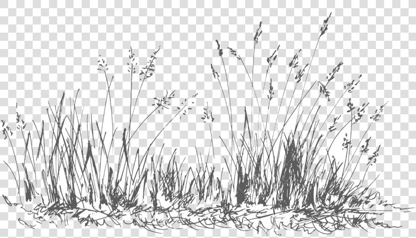 Grass   Png Download   Grass  Transparent PngTransparent PNG