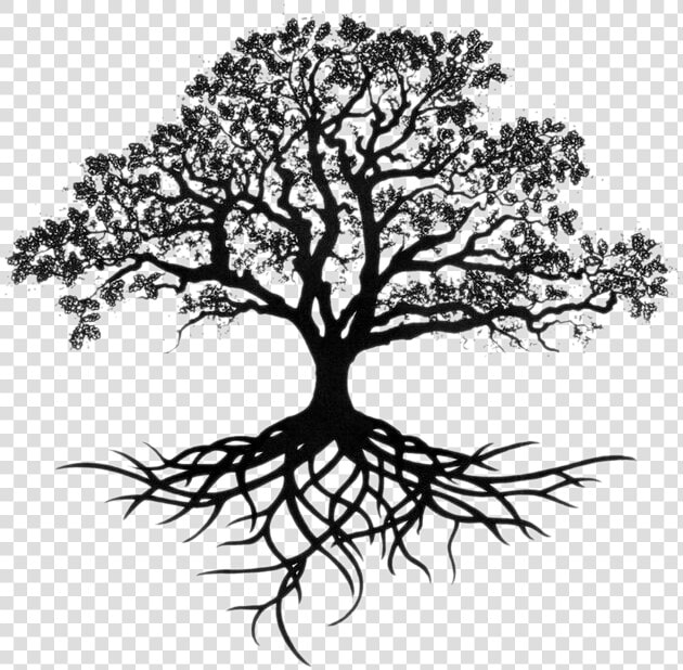 Southern Live Oak Drawing Tree Sketch   Live Oak Tree Drawing  HD Png DownloadTransparent PNG