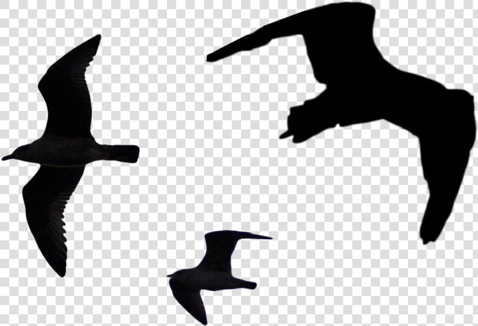 Bird Silhouette Png Pack   Bird Top View Silhouette  Transparent PngTransparent PNG