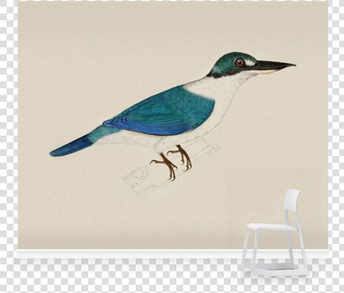 White Collared Kingfisher Sketch  HD Png DownloadTransparent PNG