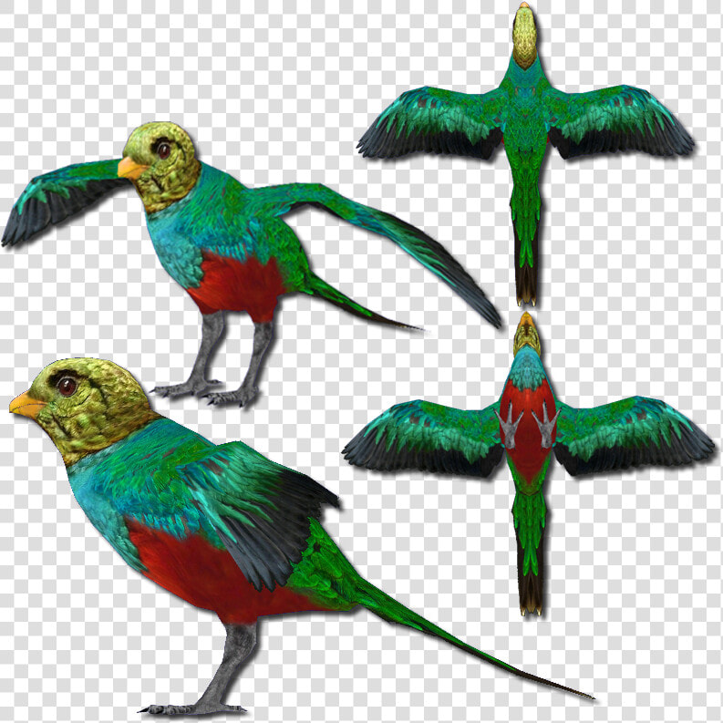 Golden Headed Quetzal V2  HD Png DownloadTransparent PNG