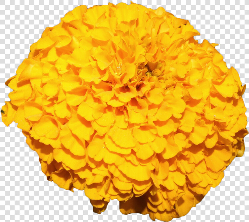 Transparent Mexican Flower Png   Mexican Marigold Png  Png DownloadTransparent PNG