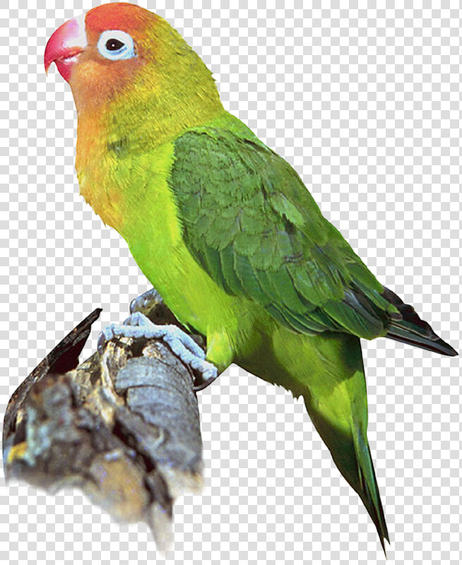 Parakeet  HD Png DownloadTransparent PNG