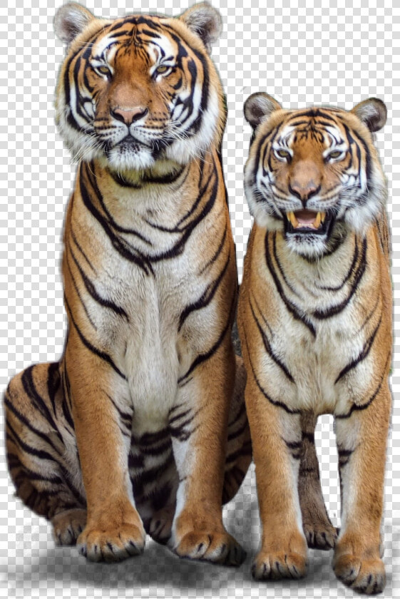  tiger  tigers  couple  jungle  jhyuri   Male Tiger Female Tiger  HD Png DownloadTransparent PNG