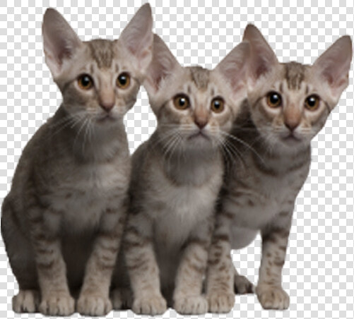 4 Cats Png   5 Kucing  Transparent PngTransparent PNG