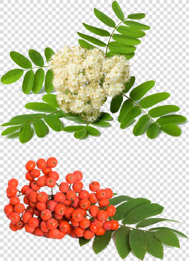 Rowan Berries And Flowers  HD Png DownloadTransparent PNG