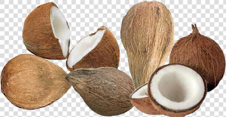 Coconut   Coconut Copra Png  Transparent PngTransparent PNG