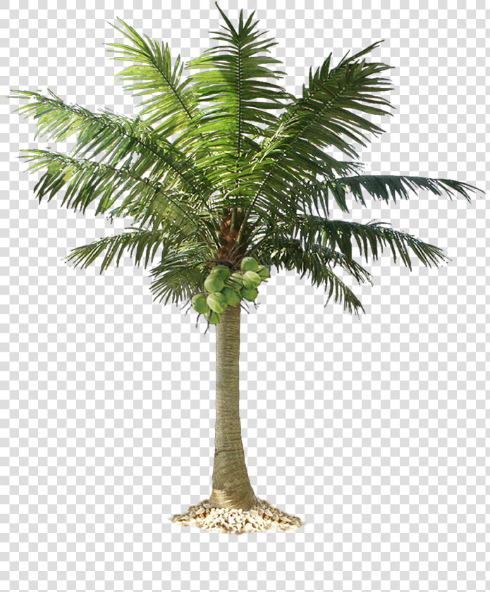 Beach Coconut Tree Png   Transparent Coconut Tree Png  Png DownloadTransparent PNG