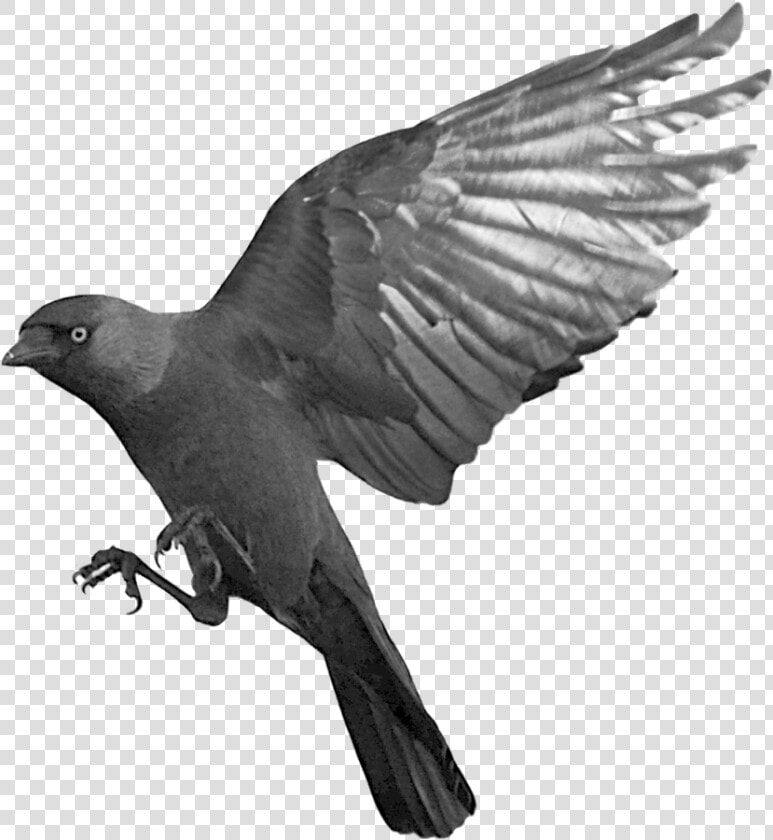 Raven Png   Raven Transparent  Png DownloadTransparent PNG