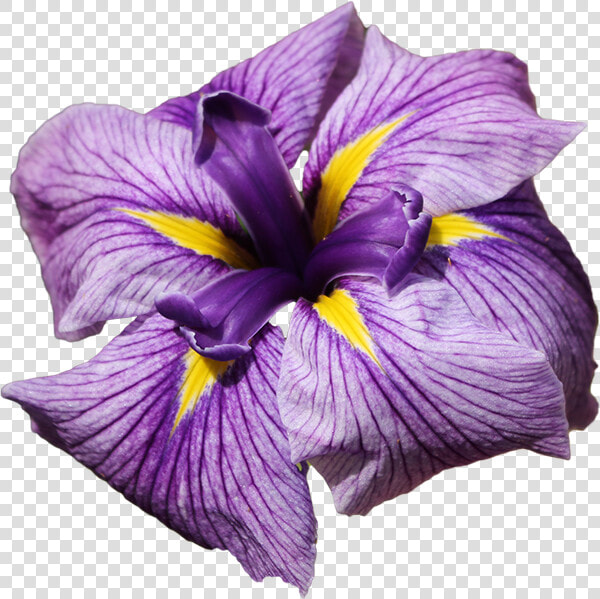 Blue Iris   Iris Flowers Transparent Png  Png DownloadTransparent PNG