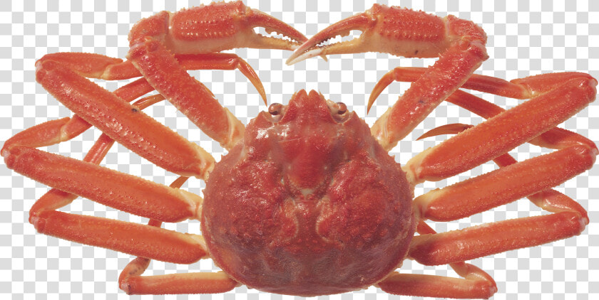 Crab Png   Crabs  Transparent PngTransparent PNG