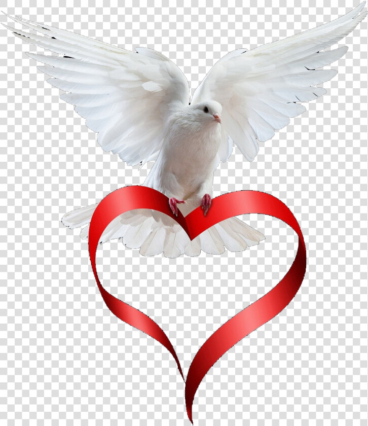 Dove Paloma  Animals  Love  Animation  Art Pictures    Oiseau De La Paix  HD Png DownloadTransparent PNG