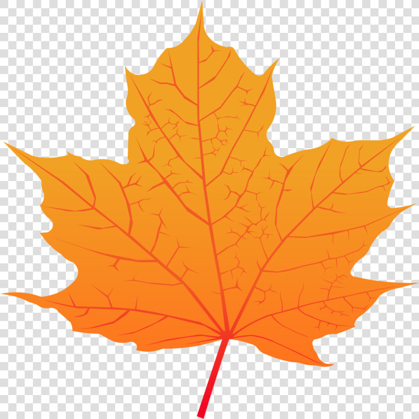 Maple Leaf   Maple Leaf Png Vector  Transparent PngTransparent PNG