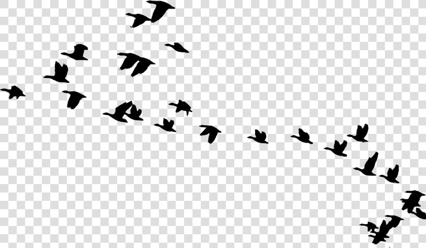 Flying Vector Bird Migration  HD Png DownloadTransparent PNG