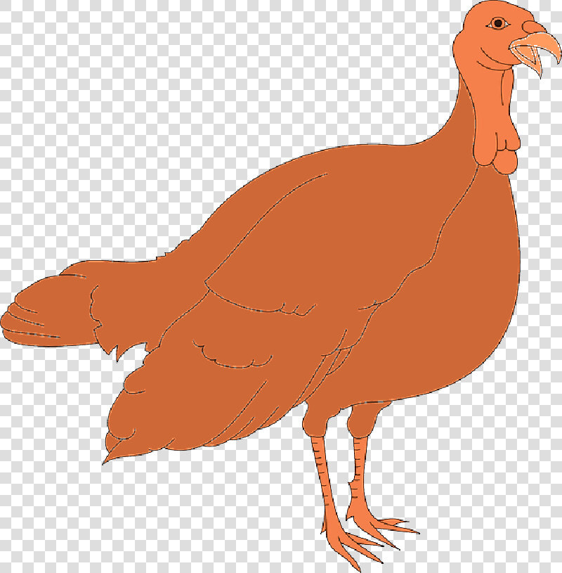 Thanksgiving  Turkey  Bird  Wings  Animal  Feathers   Turkey Clipart  HD Png DownloadTransparent PNG