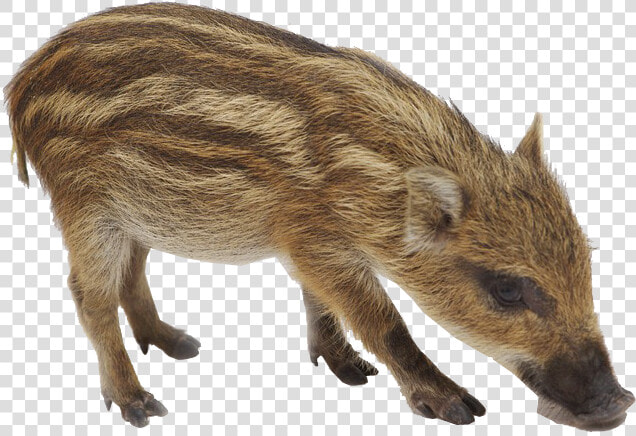 Boar Png  Transparent PngTransparent PNG