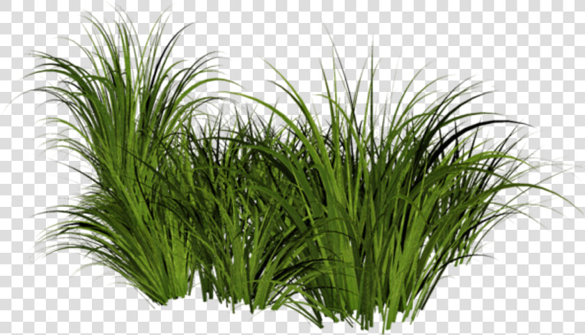 Beach Grass Png Jpg Free Stock   Transparent Grass Png  Png DownloadTransparent PNG