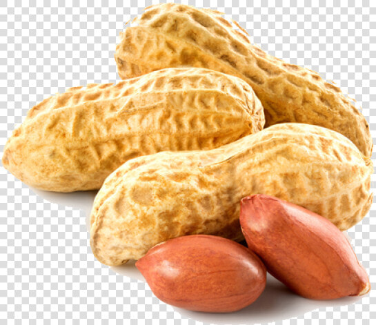 Peanut Png Transparent Images   Transparent Background Peanut Clipart  Png DownloadTransparent PNG