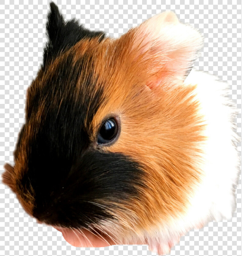  guinea Pig   Guinea Pig Pic Unicorn  HD Png DownloadTransparent PNG