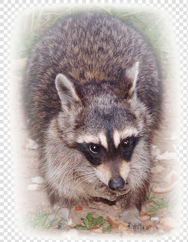 Ricky Raccoon Digital Art   Procyon  HD Png DownloadTransparent PNG