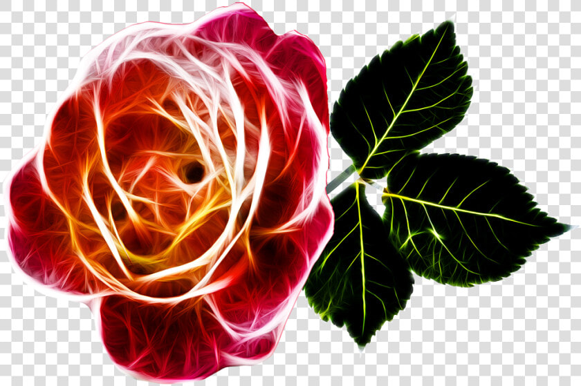 Rose Fiery Love Free Photo   Transparent Abstract Rose Png  Png DownloadTransparent PNG