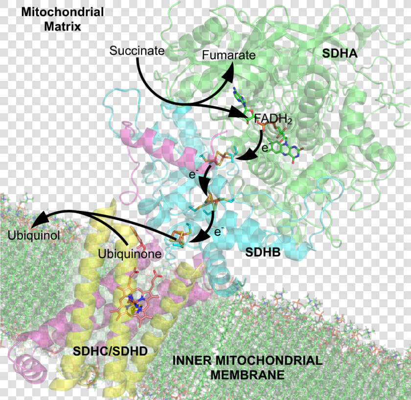 Mitochondrial Plant Complex Ii  HD Png DownloadTransparent PNG