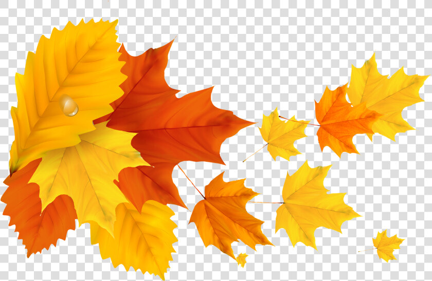 Yellow Orange Fall Leafs Png Clipart Picture   Yellow Maple Leaf Png  Transparent PngTransparent PNG