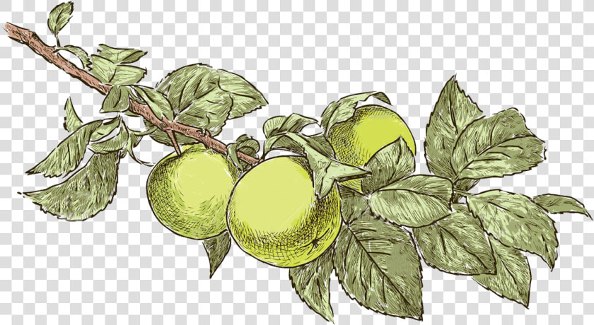 Apple Tree Drawing   Apple Tree Leaf Drawing  HD Png DownloadTransparent PNG