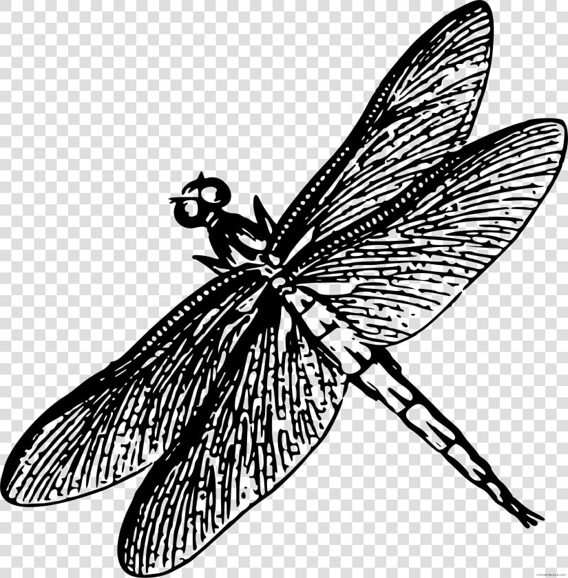 Transparent Dragonfly Silhouette Png   Drawing Of Dragonfly Black And White  Png DownloadTransparent PNG