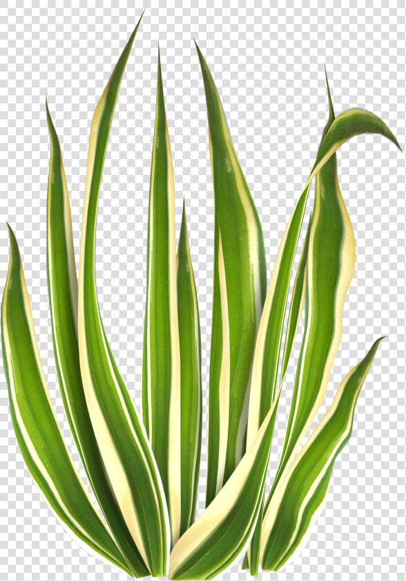 Agave  HD Png DownloadTransparent PNG