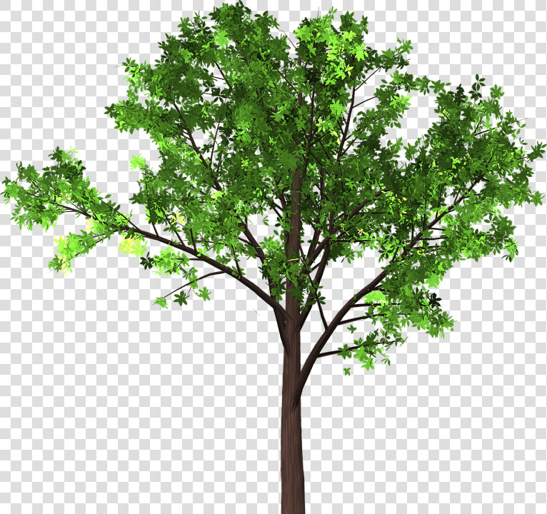 Tree  Leaves  Branches  Isolated  Transparent  Nature  HD Png DownloadTransparent PNG