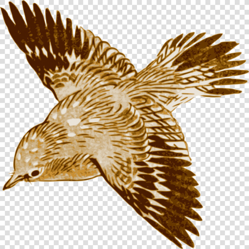 Free Png Download Flying Brown Birds Png Images Background   Brown Bird Flying Painting  Transparent PngTransparent PNG